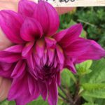 Dahlia Alvas Regalia