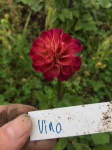 Dahlia Vino