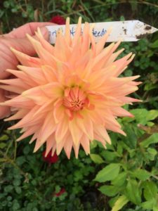 Dahlia Pride Of Heemstede