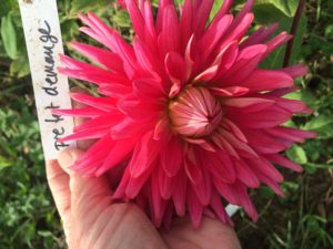 Dahlia Prefet Demange