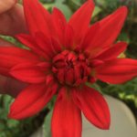 Dahlia Bacchus