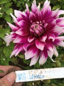 Dahlia Willi Lorenzo