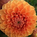 Dahlia Ruskin Tangerine