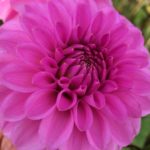 Dahlia Barbara