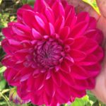 Dahlia Hapet Candy Select