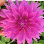 Dahlia Worton Blue Streak