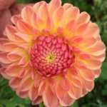 Dahlia LATE