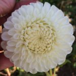 Dahlia Ryecroft Jan