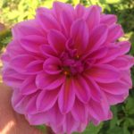 Dahlia Lavender Perfection