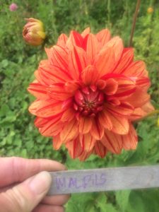 Dahlia Malpils