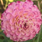 Dahlia Hapet Pom