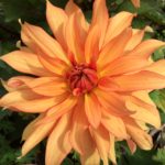 Dahlia Autumn Fairy