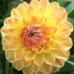 Dahlia Blyton Softer Gleam