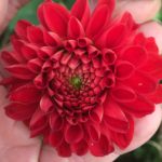 Dahlia Red King