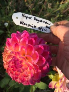 Dahlia Hapet Daydream