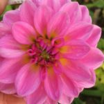 Dahlia Rossendale Joshua