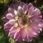 Dahlia Genova