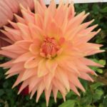 Dahlia Pride of Heemstede