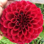 Dahlia Maroon Fox