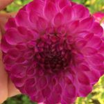 Dahlia Camelia