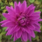 Dahlia Worton Blue Streak