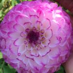 Dahlia Jugendstil