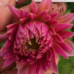 Dahlia Rothesay Robin