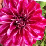 Dahlia Willi Jason