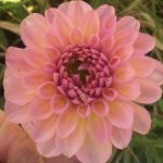 Dahlia Hamari Rose