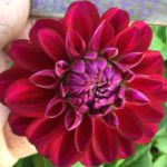 Dekorativ Dahlia Wilfried Bergerhoff.