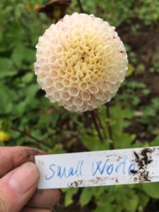 Dahlia Small World