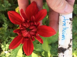 Dahlia Arnhem