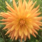 Dahlia Gold Crown