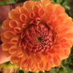 Dahlia Sheila