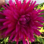 Dahlia Purple Gem