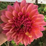 Dahlia Rothesay Robin