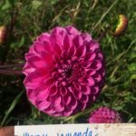 Dahlia Marys Jomanda