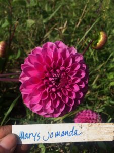 Dahlia Marys Jomanda