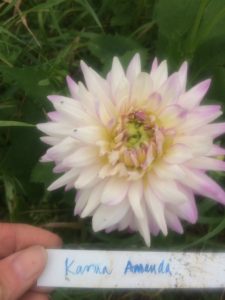 Dahlia Karma Amanda