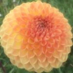 Dahlia Blyton Softer Gleam