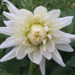 Dahlia Costa Blanca