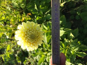 Dahlia Polventon Suppreme