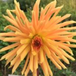 Dahlia Chamois d'Or