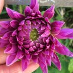 Dahlia Fiaker