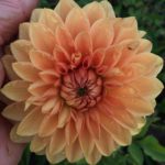 Dahlia Rossendale Peach