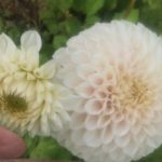 Dahlia Perlu Zvejnieks