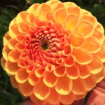 Dahlia Hapet Goldrush