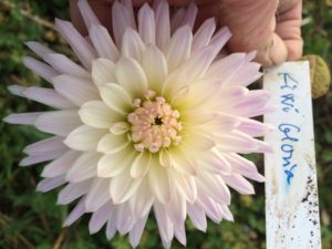 Dahlia Kiwi Gloria