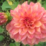 Dahlia Uptown Girl