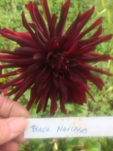 Dahlia Black Narcissus